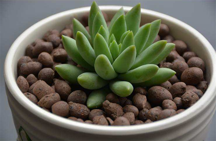 哪些盆栽不能用陶粒，陶粒适合用在什么植物里