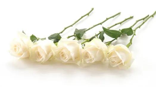99朵白玫瑰代表着什么，11多玫瑰的花语
