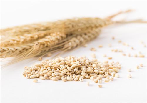 小麦和大麦有什么区别，小麦和大麦的不同点讲解