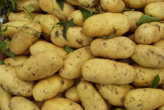 怎么判断土豆成熟可挖，如何确认土豆是否成熟了