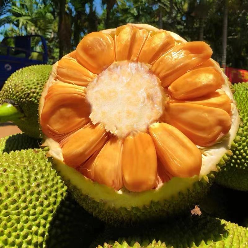 常见的热带水果有哪些，八种热带水果介绍