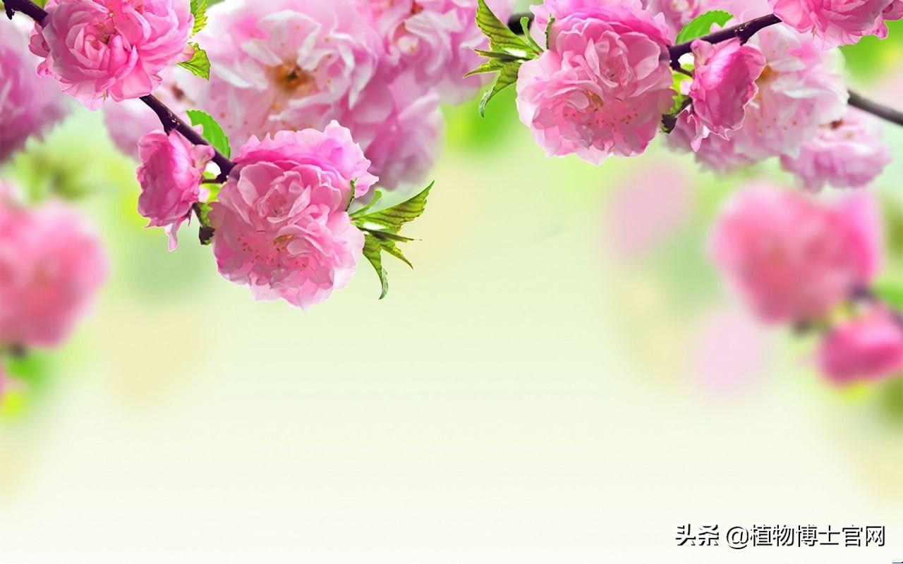桃花的花期有多长时间，桃花是在几月份开花的