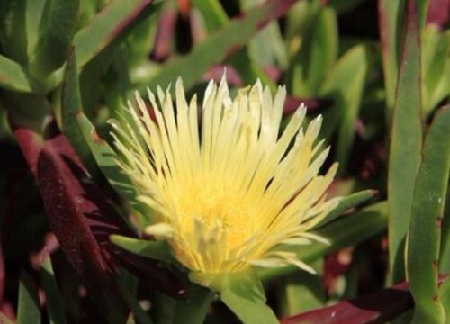 霸王花是什么植物的花，霸王花的相关资料介绍