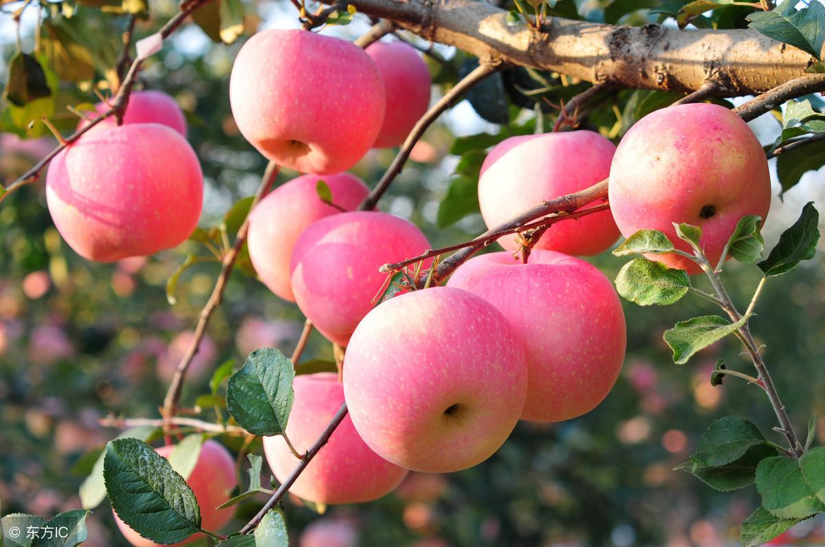 苹果的资料介绍，关于水果苹果的简单讲解