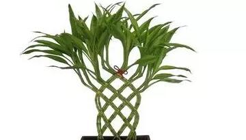文昌竹和富贵竹一样吗，文昌竹和富贵竹是一种植物吗