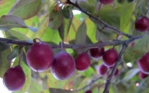 紫叶李是李子树吗，紫叶李的果实能吃吗