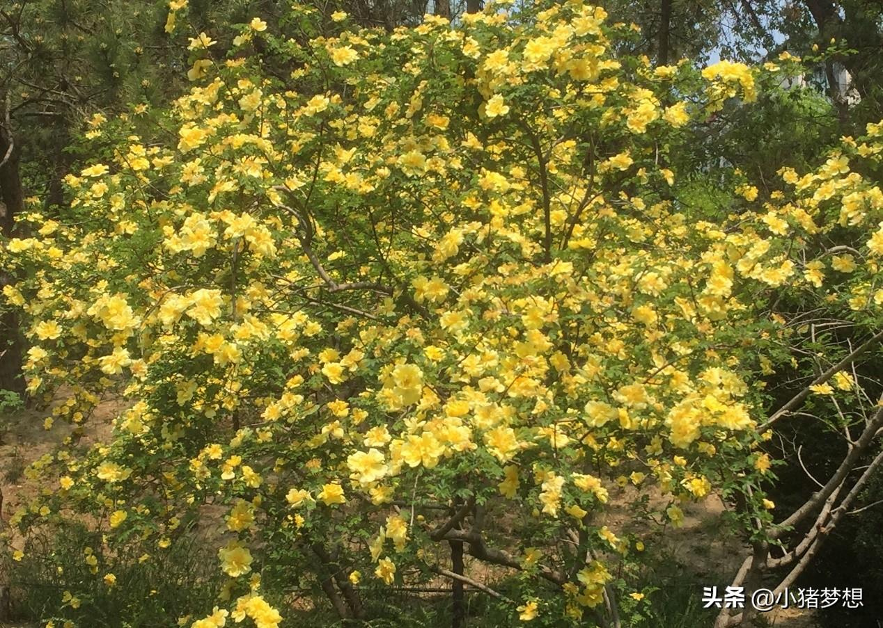 黄刺玫花的花语，黄刺玫花的寓意是什么