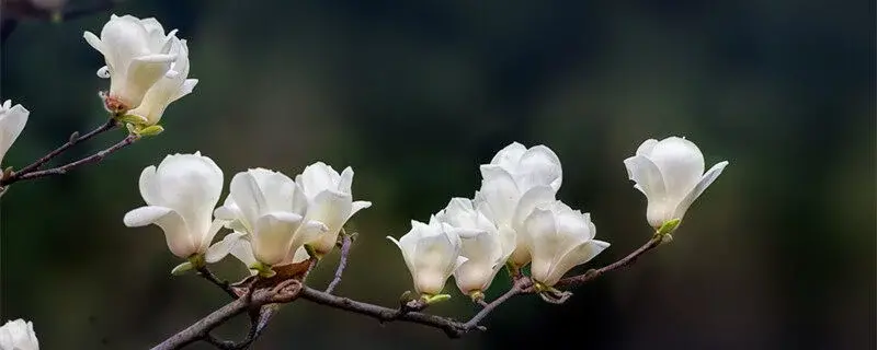白玉兰花的寓意是什么，白玉兰花的花语有哪些含义