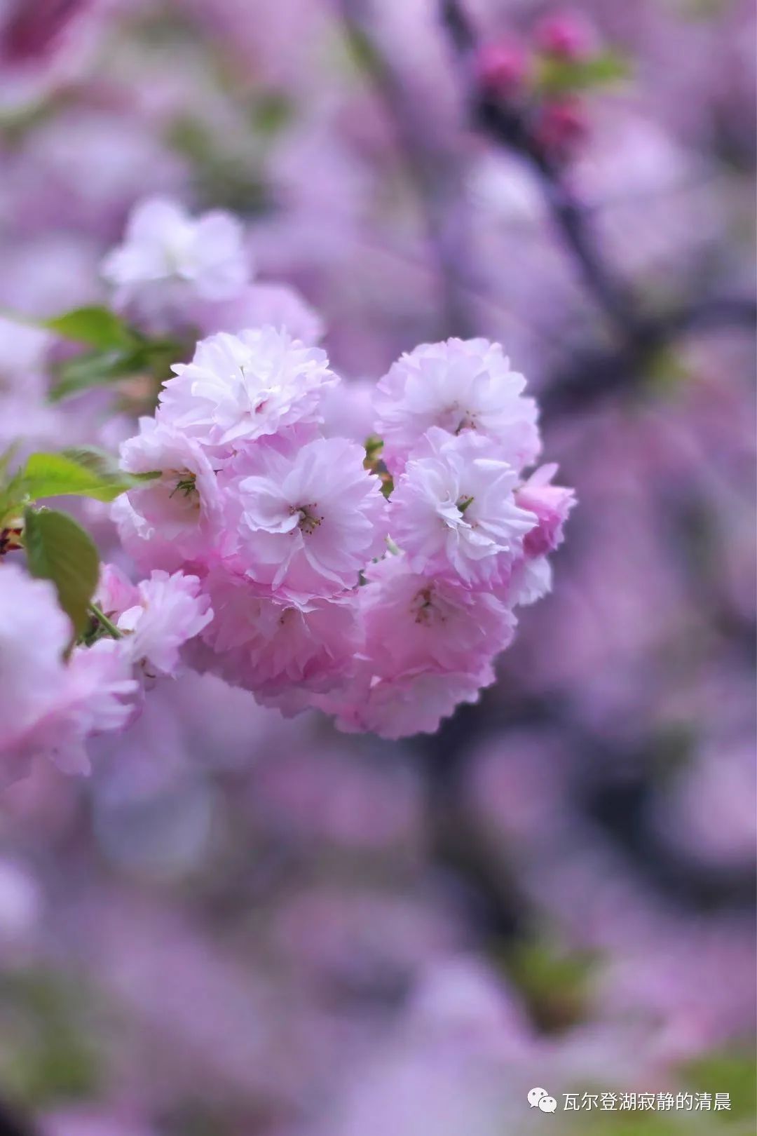 松月樱花简介，松月樱花的花期是什么时候
