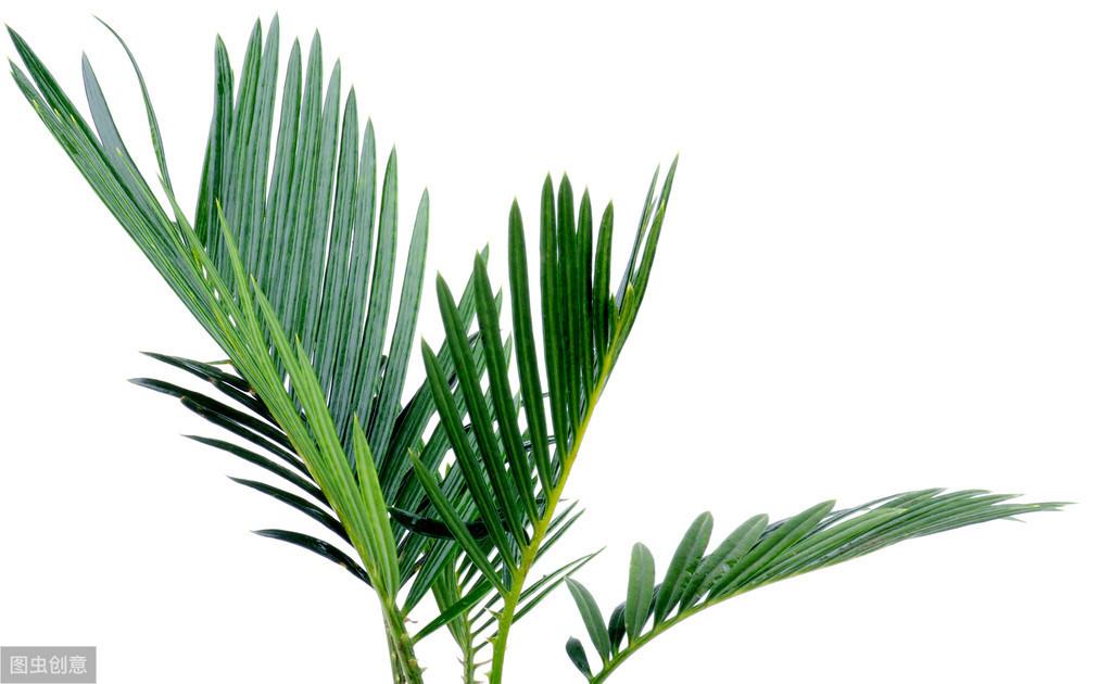 散尾竹叶子发黄干焦是什么原因，散尾竹的养殖技巧