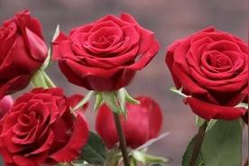 白玫瑰的花语是什么，不同颜色的玫瑰的花语