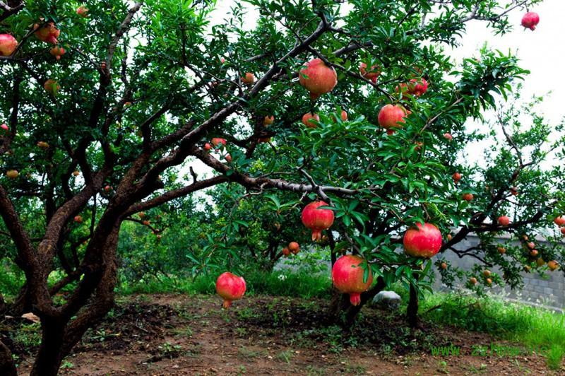 四川适合种植50种果树，四川可以种的果树品种有哪些
