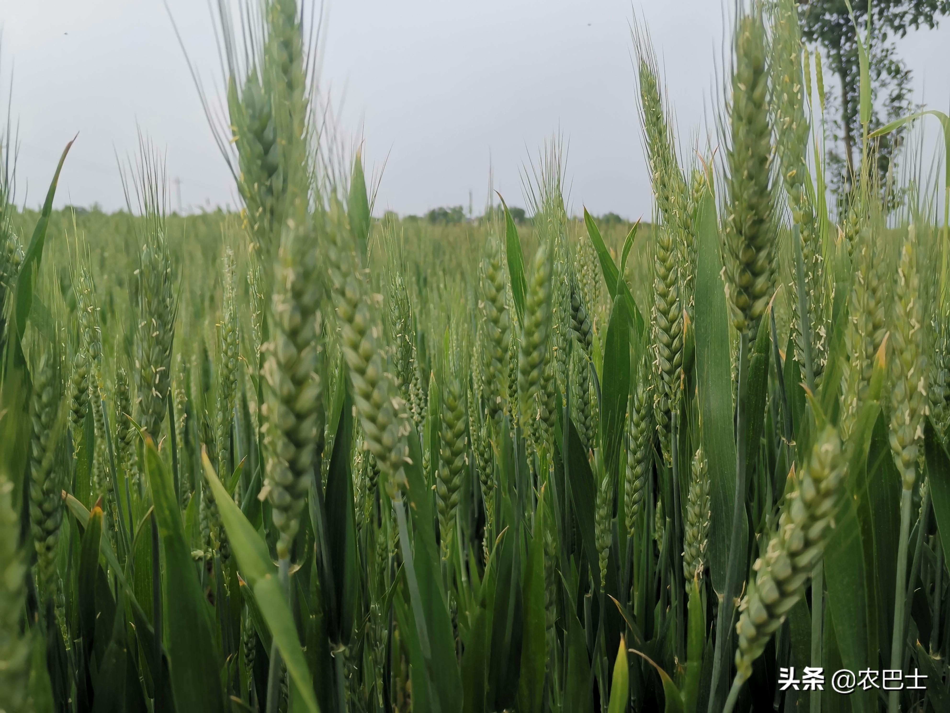 小麦生长期分几个阶段,小麦的的成长周期