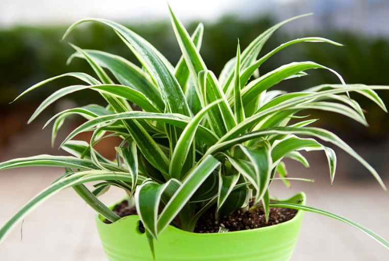 防辐射最强的7种植物，哪些植物有防辐射的作用