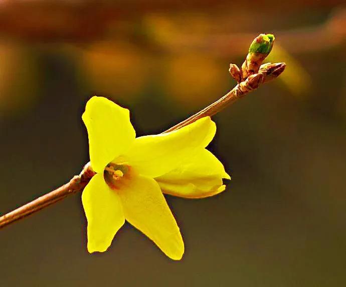 迎春花的样子,颜色,气味,特点，迎春花的形状和外形介绍