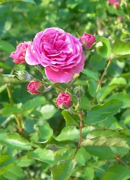蔷薇与玫瑰有什么区别，蔷薇和玫瑰的不同点介绍
