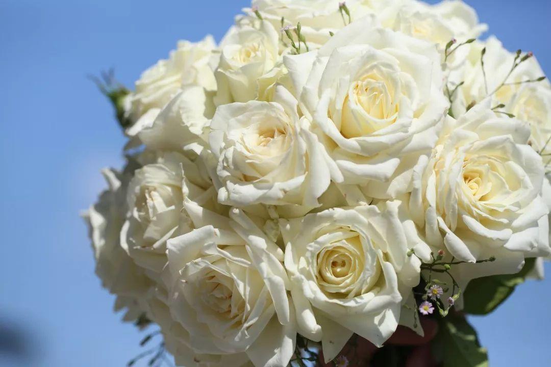 玫瑰有几种品种，常见的玫瑰种类有哪些