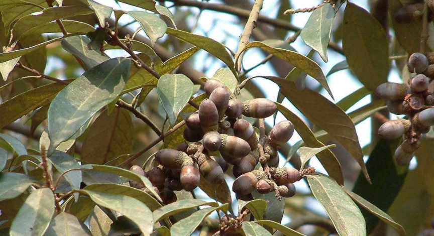 青冈栎是什么植物，关于青冈栎的介绍