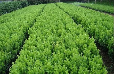 瓜子黄杨的养殖方法和注意事项，瓜子黄杨的生长环境要求