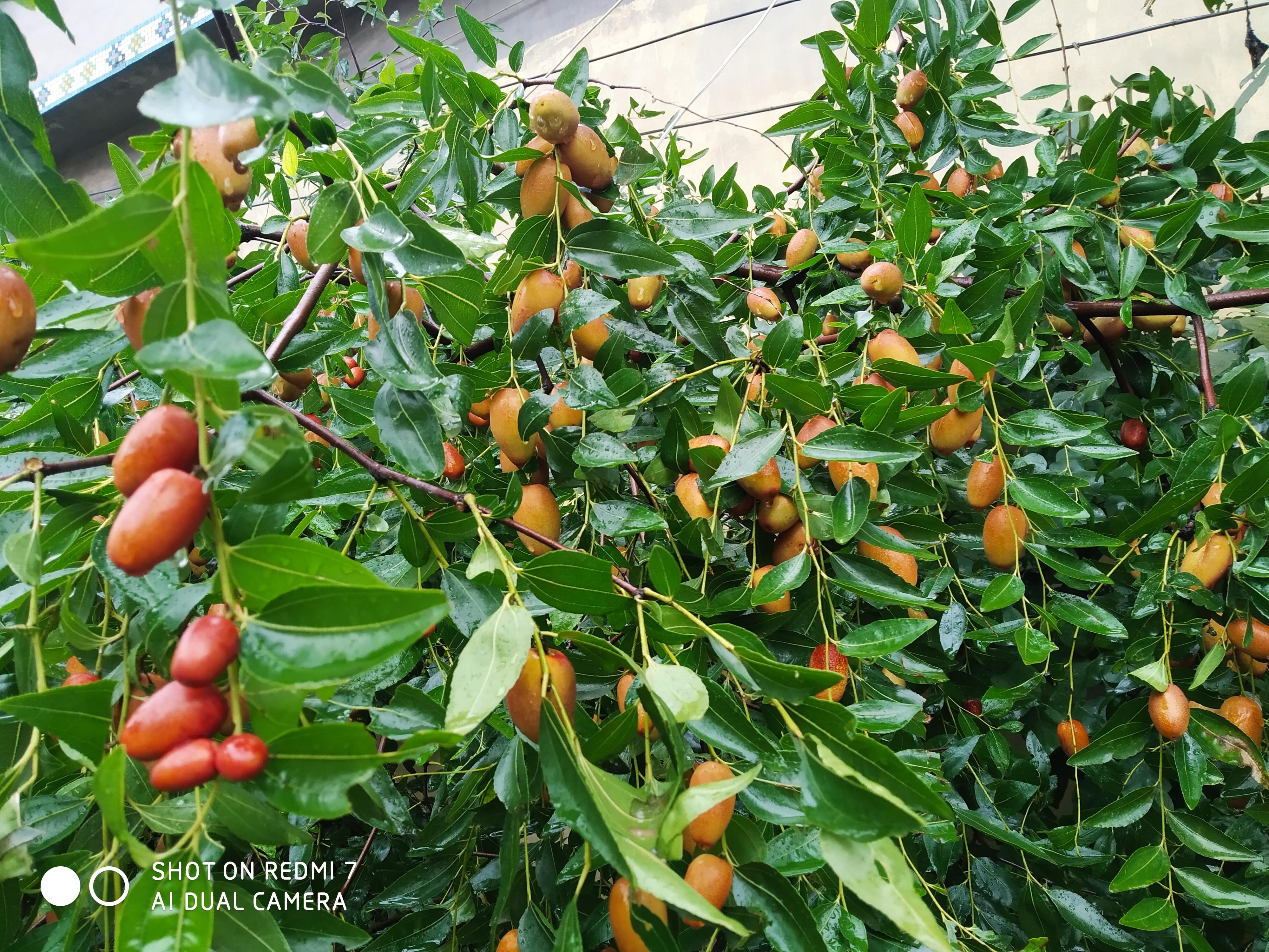 枣树几年可以结枣，枣树几月份栽种最好
