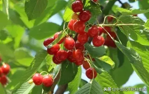 樱桃是几月份的水果，樱桃的成熟时间介绍