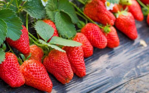 草莓匍匐茎什么时候剪，草莓匍匐茎的修剪方法和时间介绍