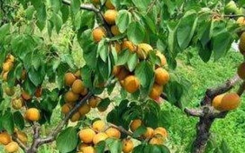 杏树开花时能浇水吗，种杏树该怎么浇水比较合适