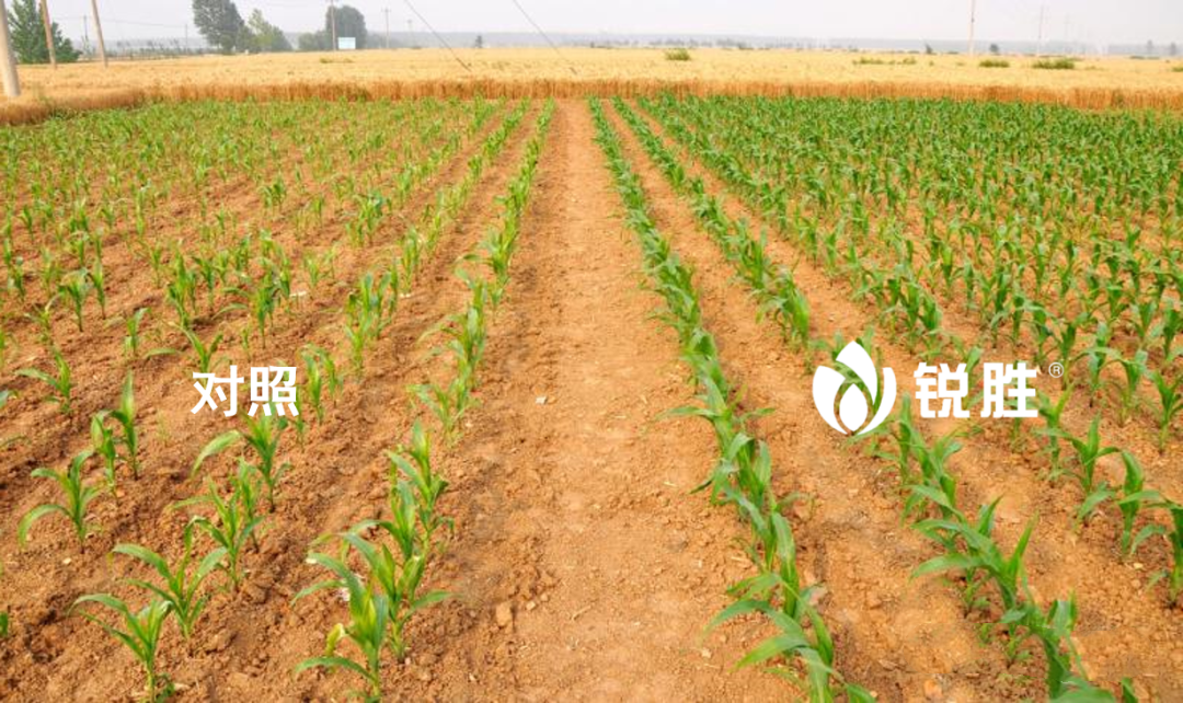 玉米栽培技术和田间管理，玉米的种植技巧