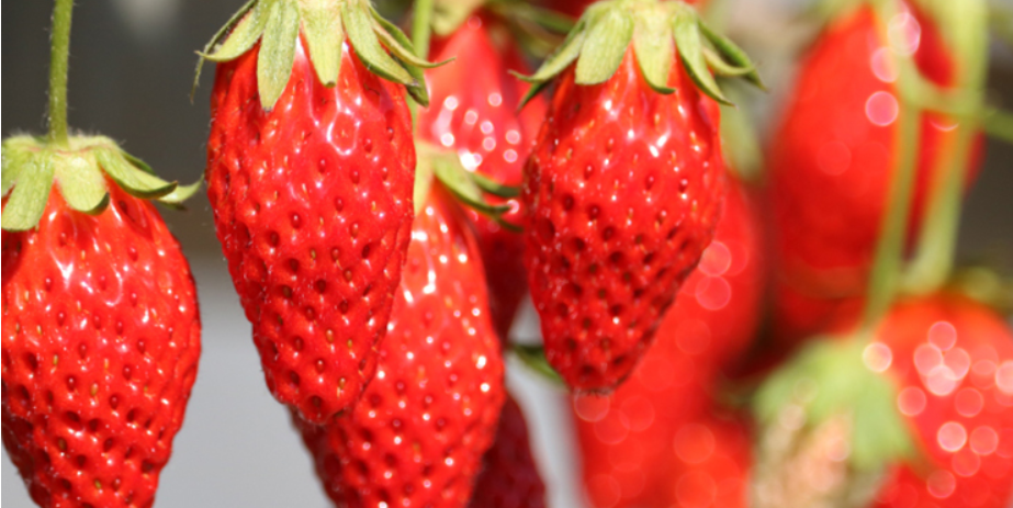 草莓花语是什么，草莓怎么养殖