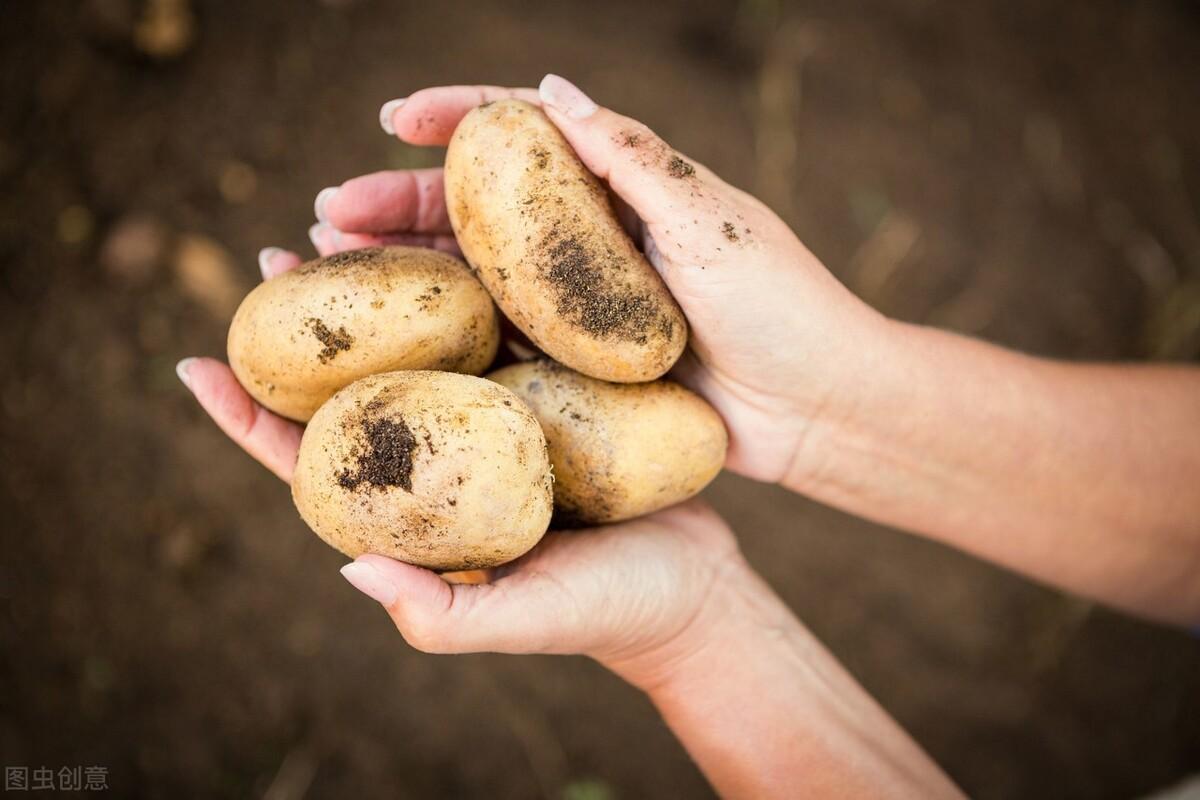 马铃薯的原产地是哪里，都有哪些地方种植马铃薯