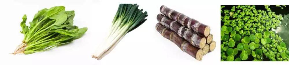 植物根和茎的区别在哪里，根茎的不同点举例说明