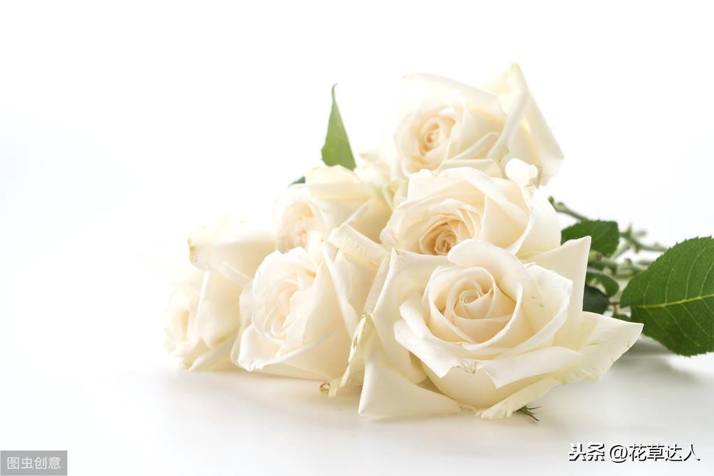 白玫瑰花语是什么意思？了解白玫瑰象征的寓意