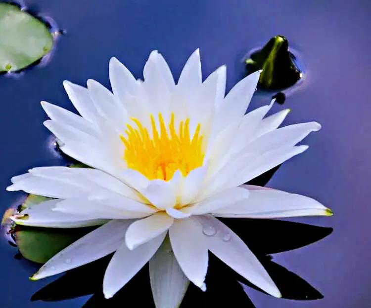 白睡莲是什么时候开花，白睡莲的养护技巧