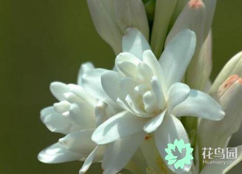 晚香玉的花语是什么，晚香玉哪个季节开花的