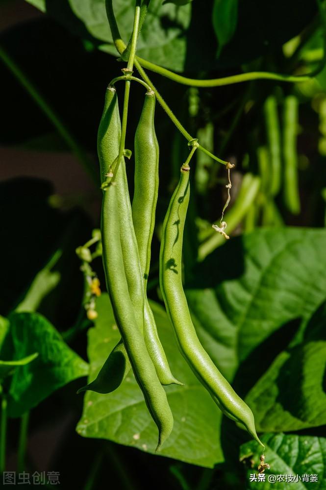 绿豆的种植方法与时间，绿豆的栽培技巧和注意事项