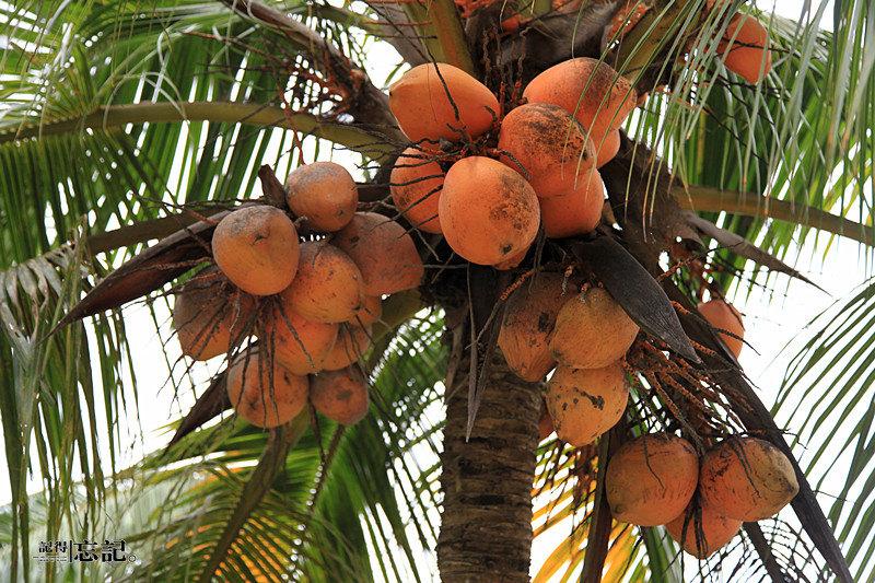 椰子品种有哪些，海南常见的几种椰子