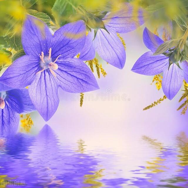紫色风铃花的寓意是什么，紫色风铃花的花语