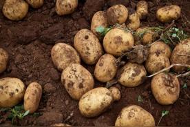 土豆多久才能完全长成熟，土豆怎样种植比较好