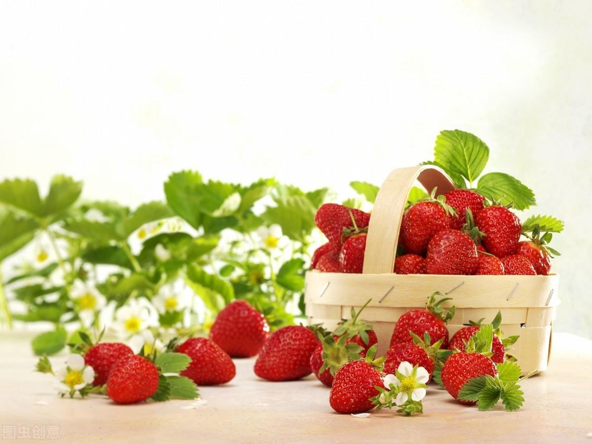 四季草莓苗一年四季都结果吗，四季草莓的种植技术分享