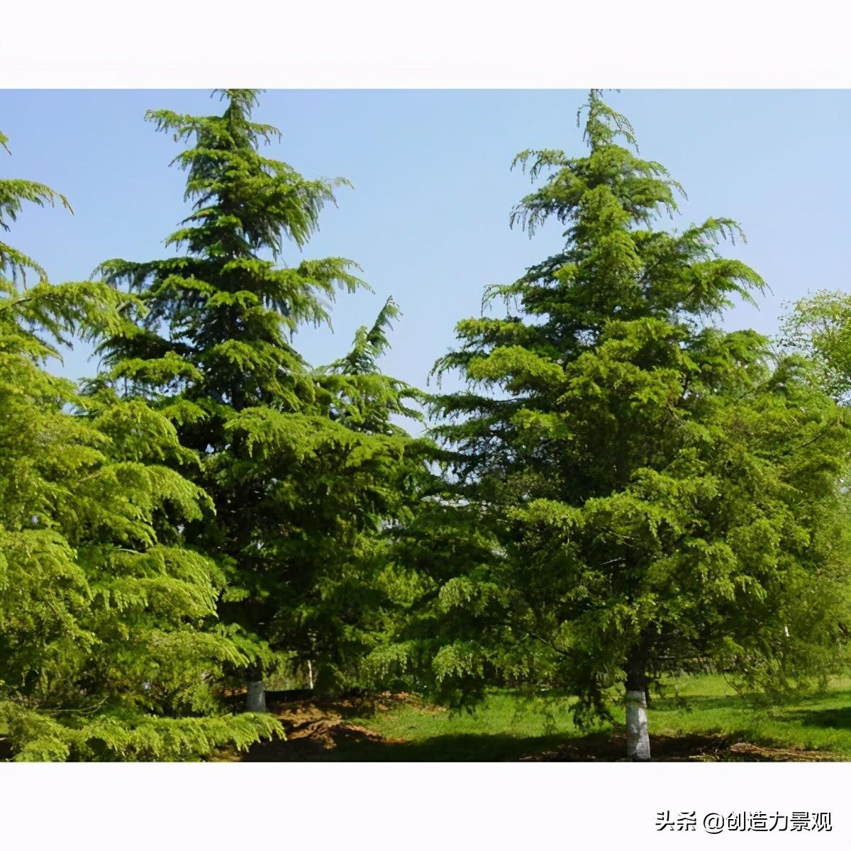 四季常绿的庭院树木推荐，一年四季都绿的树种有哪些