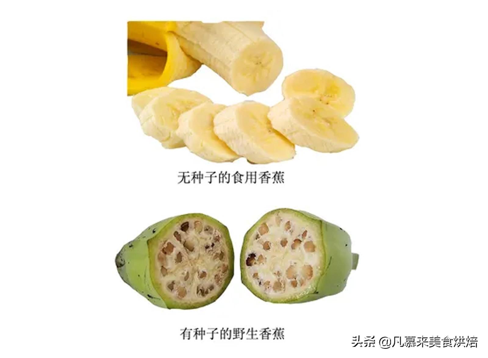 香蕉是有种子的吗，香蕉是怎样种成的