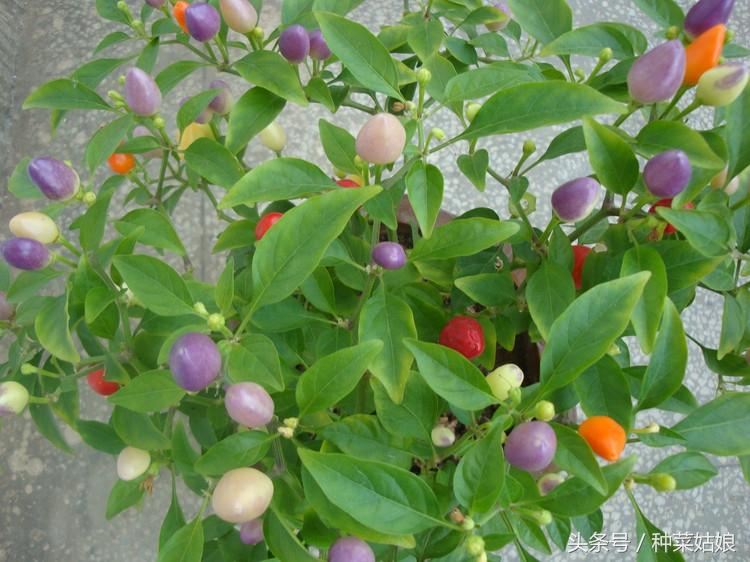 五彩椒种植时间和方法，五彩辣椒种植技术与管理
