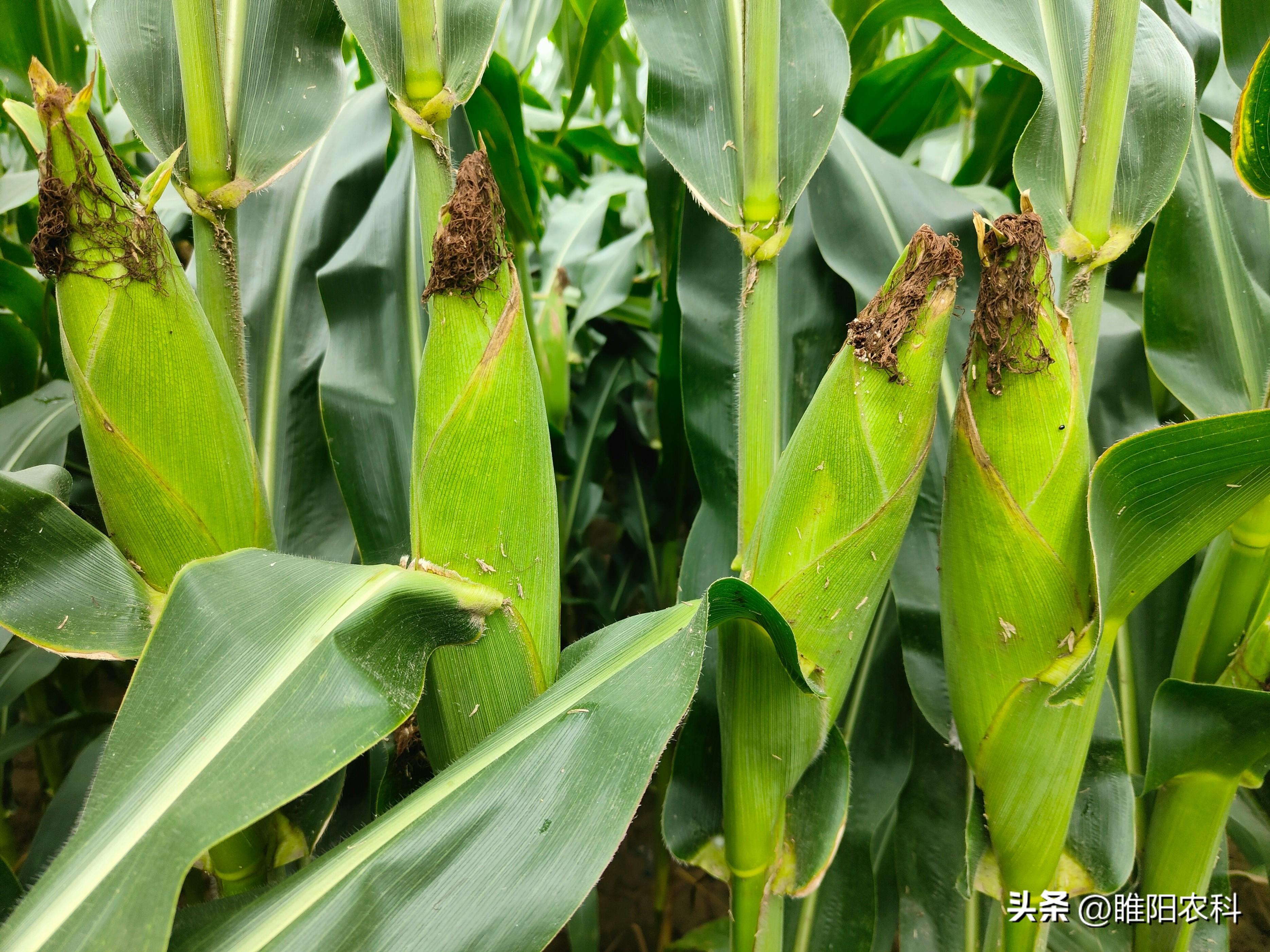 玉米的产地在哪里，国内主要种植玉米的省份
