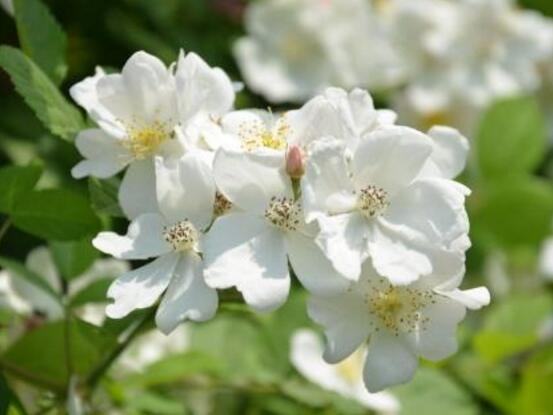 白蔷薇的花语，白蔷薇象征着什么