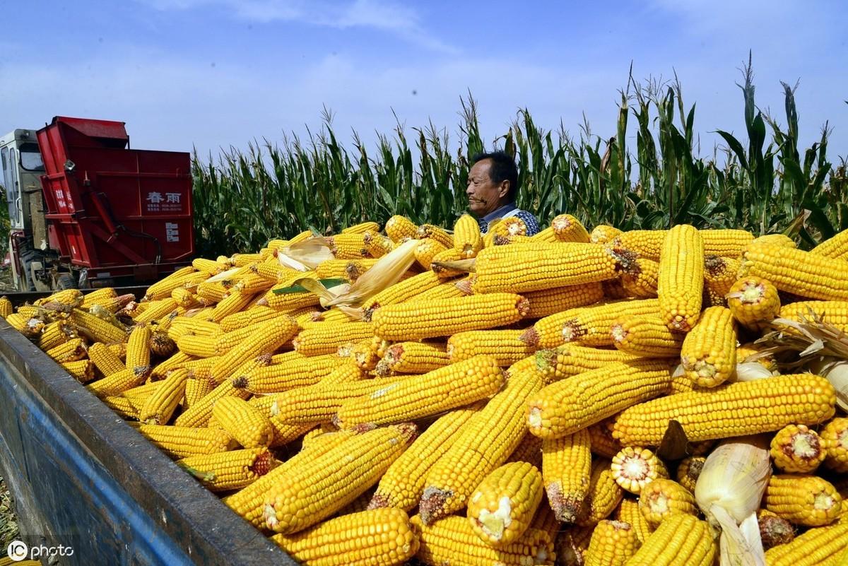玉米的原产地在哪个国家?玉米是在什么时候进入中国的
