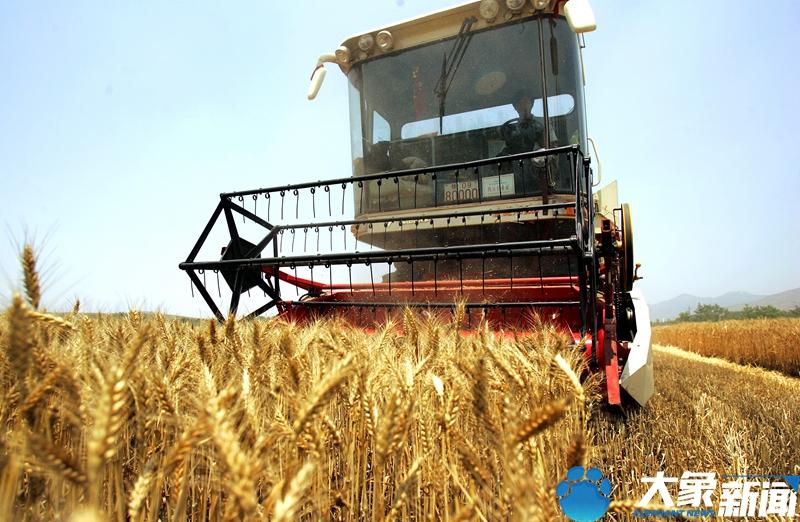 产量900公斤小麦品种，几个高产的小麦介绍