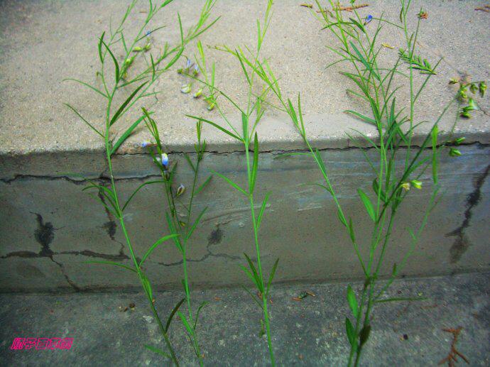 小草的别称和雅称，小草的学名有哪些