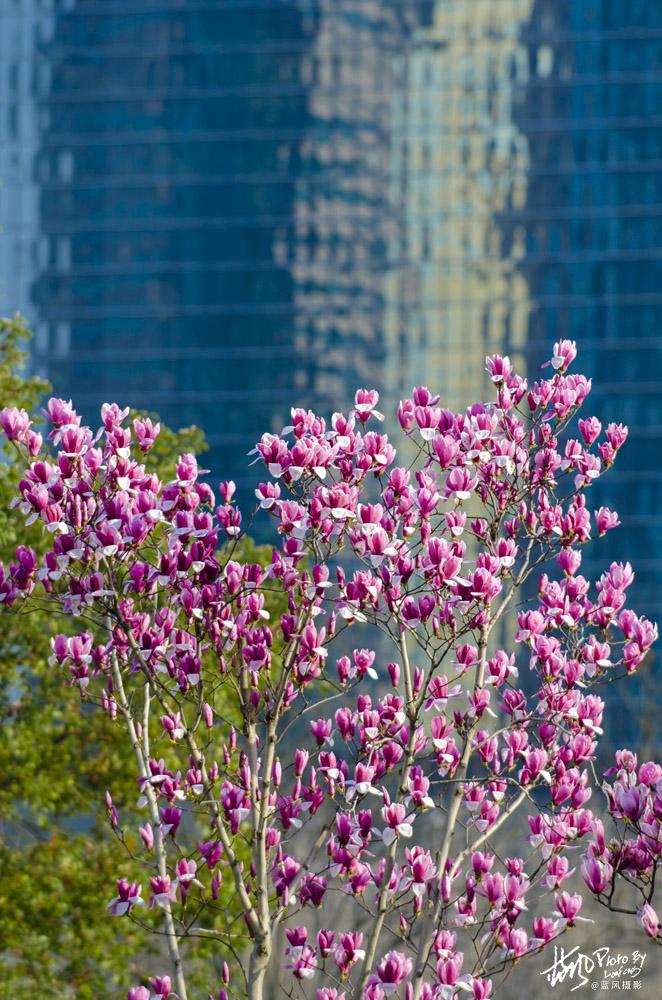 白兰花是哪个城市的市花？白兰花的资料简介