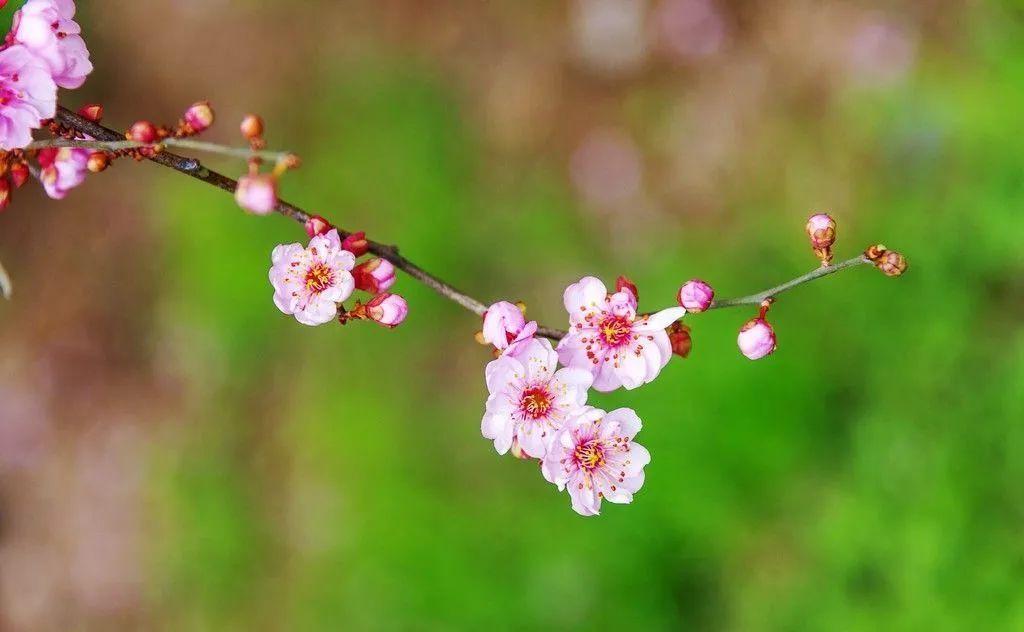 碧桃树什么时候移植最好，碧桃树的养殖方法