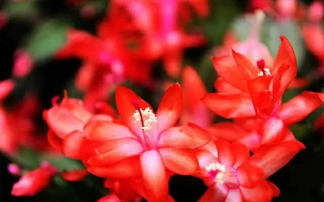 6种红色的花分享，红色喜庆的花都有哪些